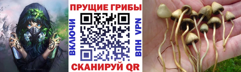 Галлюциногенные грибы ЛСД Гаврилов Посад